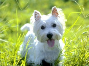 West Highland White Terrier-Welpen