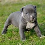 blue eyed amerikanische Pitbull Terrier zu verkaufen