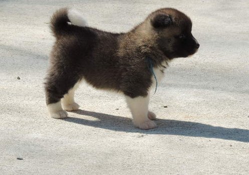 Cachorros Akita en venta