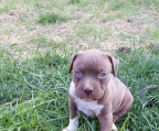 welpen Amerian Pit bull Terrier kaufen