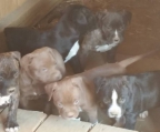 Zucht Amerian Pit bull Terrier Verkaufen