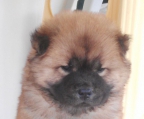 Chow chow welpen kaufen