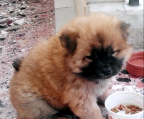 4 Monate welpe Chow chow 