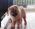 chow chow österreich