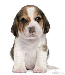 Teacup Beagles Welpen zu verkaufen