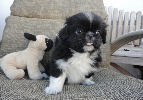 Pekinese Welpen zu verkaufen