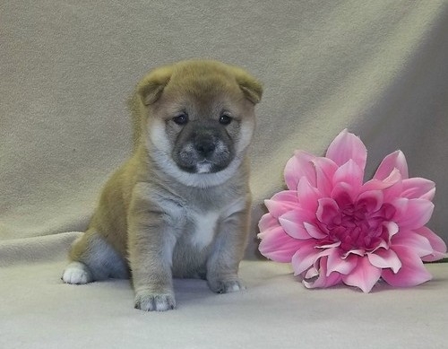 Reinrassige Shiba Inu Welpen bereit zu gehen