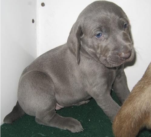 Weimaraner Welpen zum Verkauf bereit