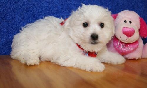 Bichon Frise Welpen nach Hause gehen