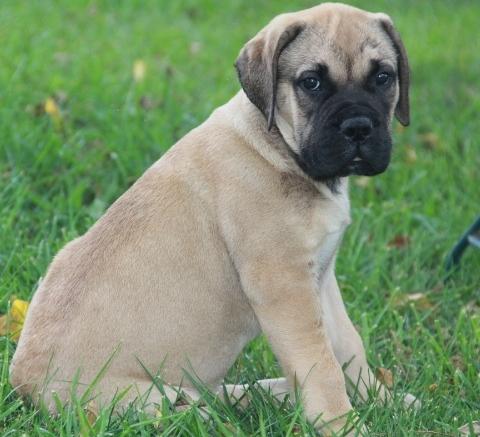 Bullmastiff Welpen nach Hause gehen