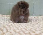 welpe Pomeranian 