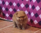 Pomeranians verkaufen