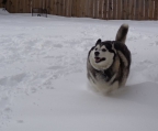 züchter österreich Siberian Husky