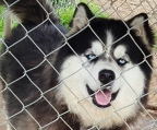 welpen husky kaufen