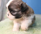 shih tzu welpen 2 Monate