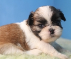 shih tzu Züchter österreich