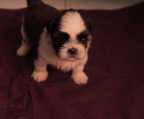 welpen shih tzu verkaufen