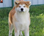 Akita Inu welpen kaufen