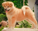 Akita Inu Züchter österreich