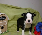 welpen kaufen boston terrier