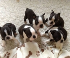 4 welpen verkaufen Boston terrier Preis