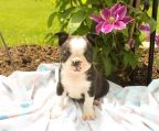 Boston terrier welpen