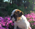 züchter englische Bulldogge