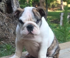 welpen englische Bulldogge in der österreich