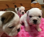 3 welpen Rüden verkaufen englische Bulldogge