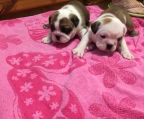 welpen 1,5 Monate englische Bulldogge