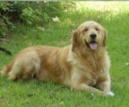 Golden Retriever BOO WELPEN ZUM VERSCHENKEN