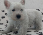 Westie Welpen unterschiedliche Preise je nach Morphologie