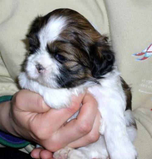 Wunderschöne, verspielte Shih-Tzu (Rüden) suchen liebes Zuhause