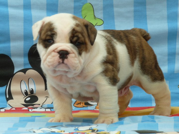 Exklusive Englische Bulldogge - Exklusive - Exklusive