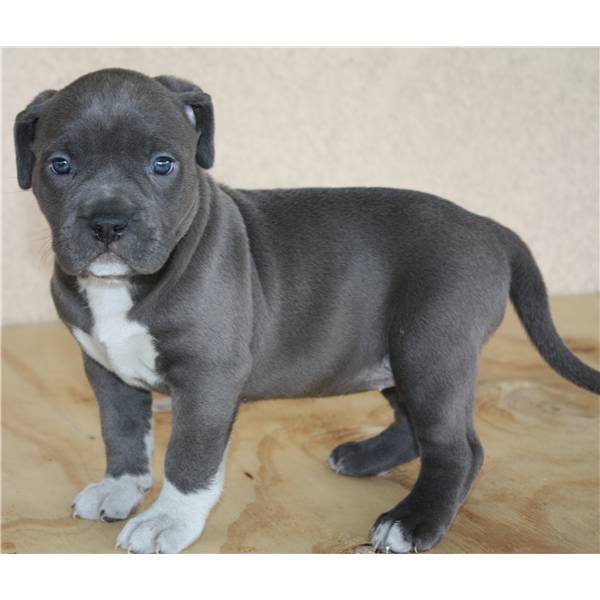  American Pit-bull Blue-Line Welpen 