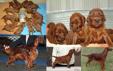 Irish Red Setter Welpen abzugeben 