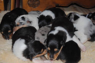 Langhaarcolliewelpen - Collies mit besonderer Genetik ÖKV/FCI 