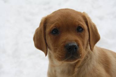 Fox red Labrador Welpen mit Stammbaum 