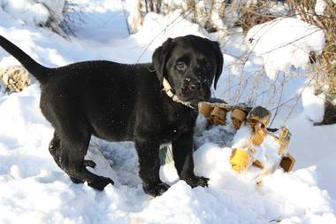 Labrador Welpen mit Stammbaum in schwarz, braun und silver 