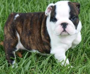  English Bulldog Welpen mit Stammbaum