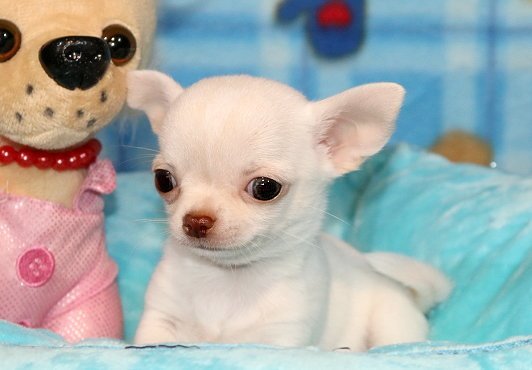  	 Mini Chihuahua Welpen   