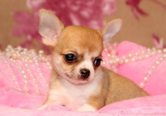 Wunderschöne MINI Chihuahua Welpen   