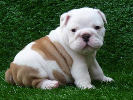 Englische Bulldoggen Welpen