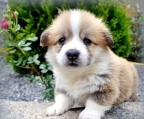 welpen kaufen Welsh Corgi