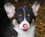 Welsh Corgi kaufen