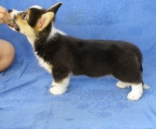 4 welpen Welsh Corgi