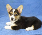 Welsh Corgi pembroke welpen