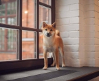 hunde kaufen  Shiba inu