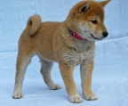 Shiba Inu welpen 1,5 monate