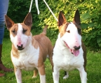 Züchter Bull terrier